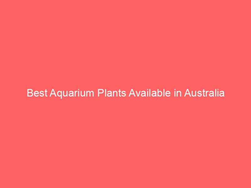 Best Aquarium Plants Available in Australia