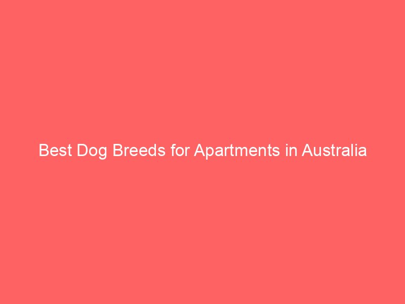 Best Dog Breeds for Apartments in Australia
