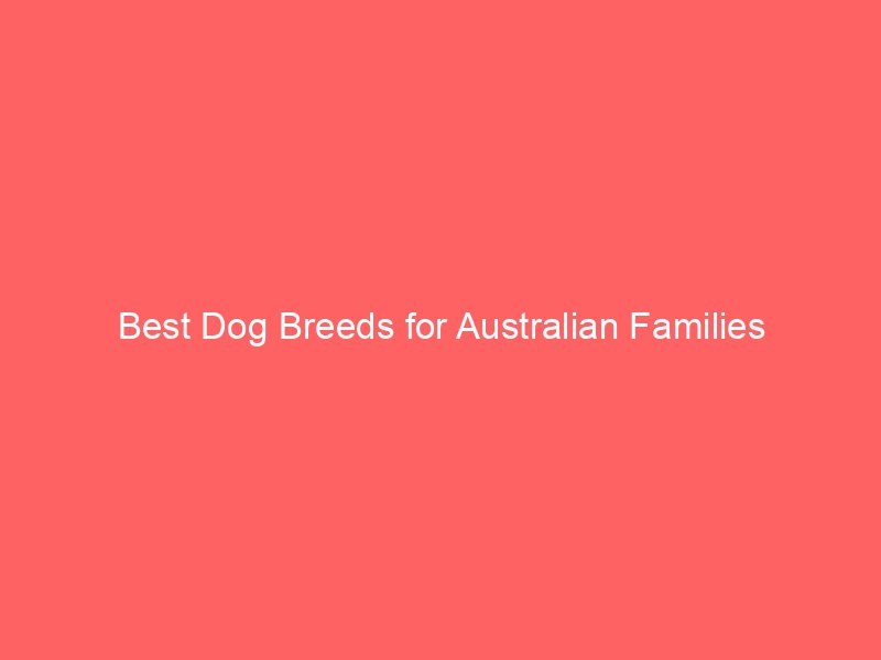 Best Dog Breeds for Australian Families