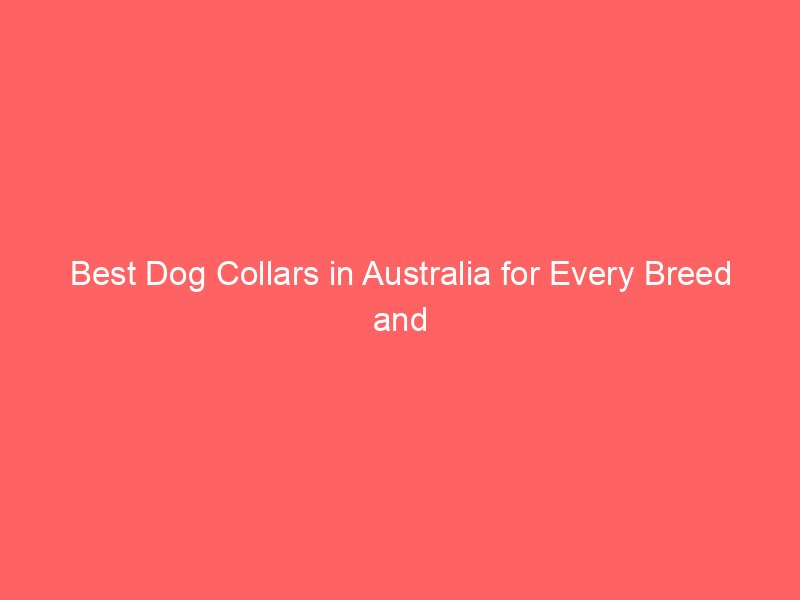 Best Dog Collars in Australia for Every Breed and Size