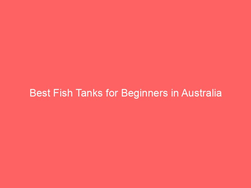 Best Fish Tanks for Beginners in Australia