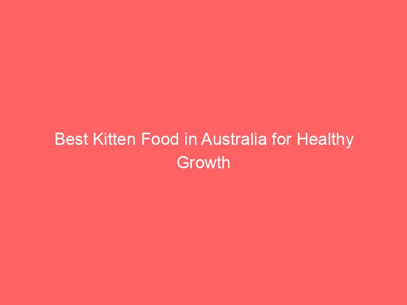Best Kitten Food in Australia for Healthy Growth