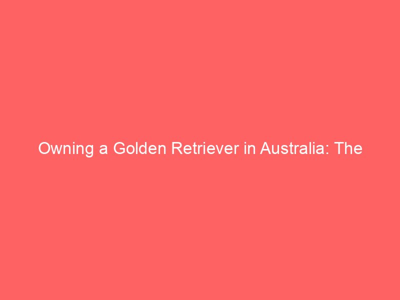 Owning a Golden Retriever in Australia: The Complete Guide