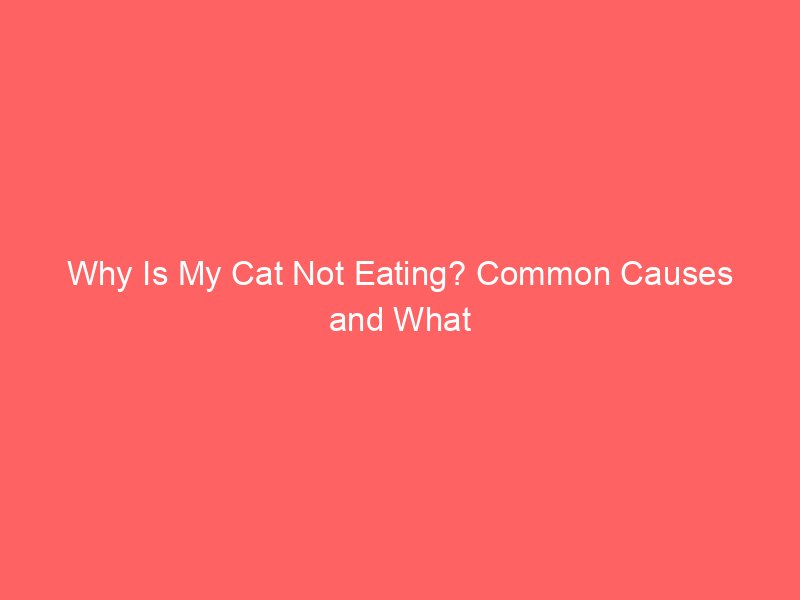 Why Is My Cat Not Eating? Common Causes and What To Do